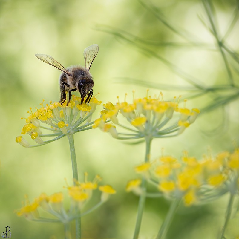Macro photography by Diana Uzun