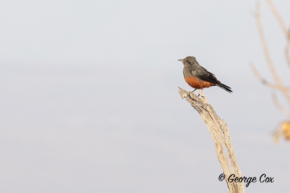 Bird Mocking cliff Chat - South Africa - Limpopo