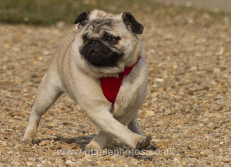 Dancing Pug! - Dogs!