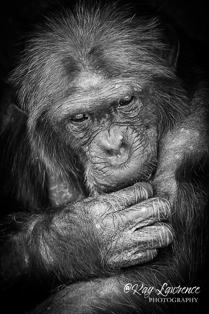 Deep in Thought -_M8D7703-2 - Wildlife - Other