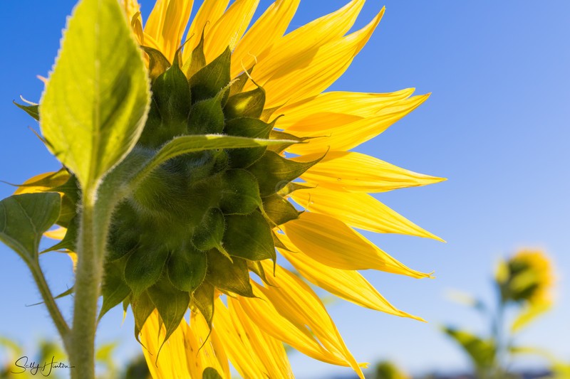 Sunflower back view 2