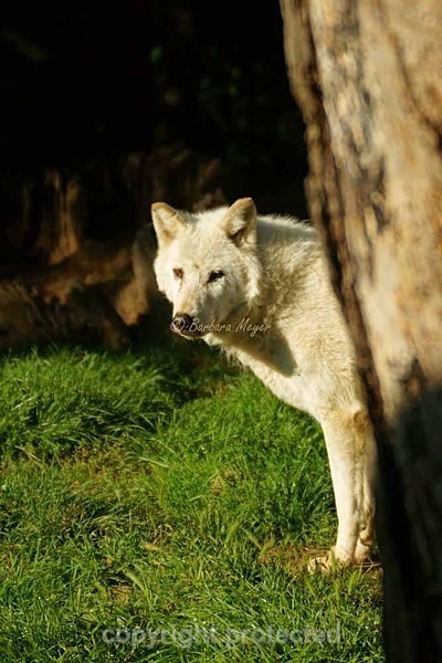 Wolf - Takala watching from behind a tree (Colchester Zoo) - Smaller Cats & Other Wildlife - Wolves