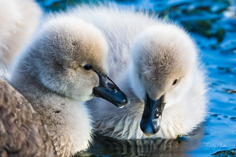 14 Two Cute 0A3A5888 - Black Swans and cygnets