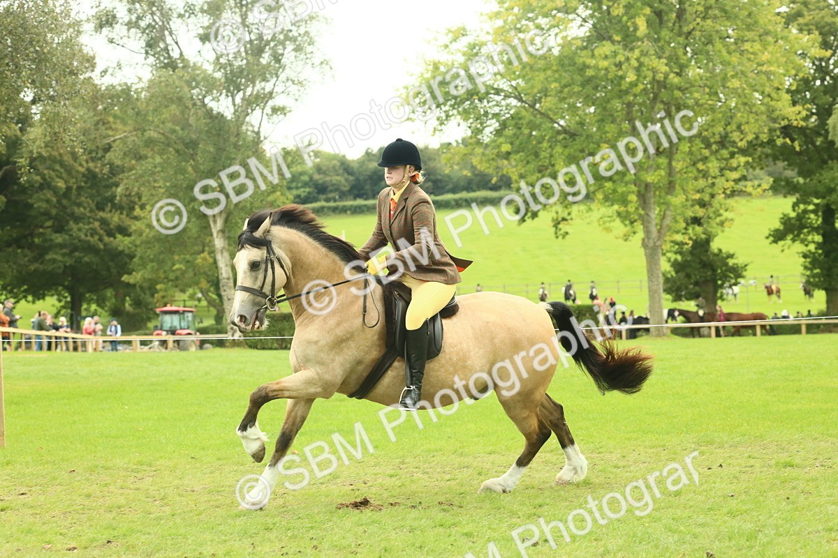 SBM_72040 - S60 - Mountain & Moorland Ridden Large Breeds