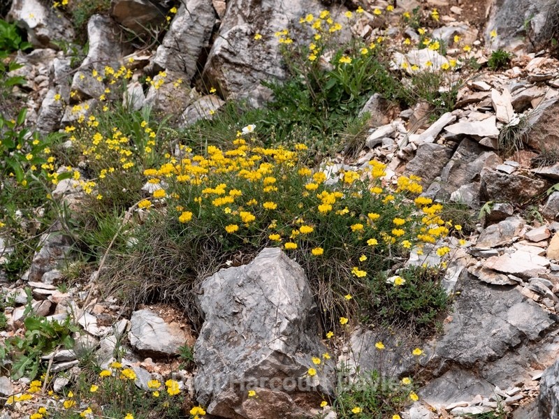 Horseshoe vetch (Hippocrepis comosa)  - Gargano - Wild Flowers