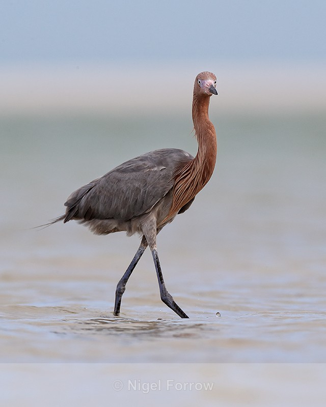 Reddish Egret wading in lagoon, Florida - Reddish Egret