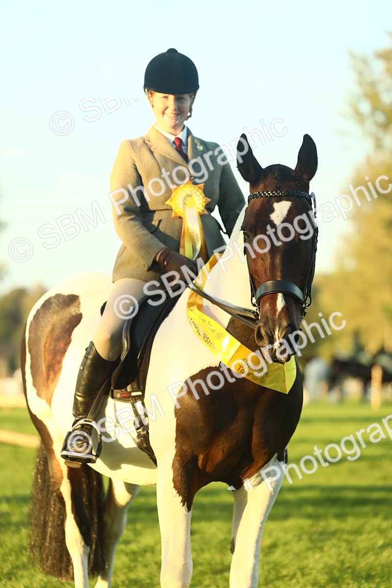 SBM_56524 - S14 - Riding Club Horse