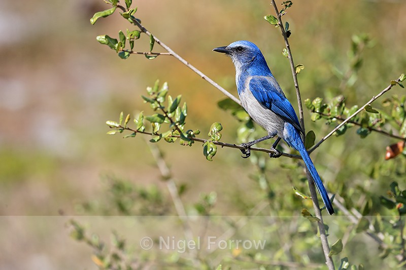 Florida Scrub-Jay from side, Venice, Florida - Florida Scrub-Jay