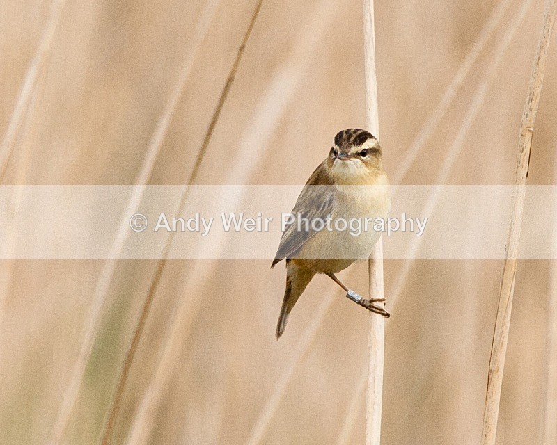 20090509-WE 166 - Sedge Warbler