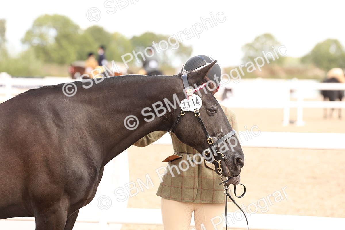 SBM_14625 - Class 208 - IH Veteran Horse
