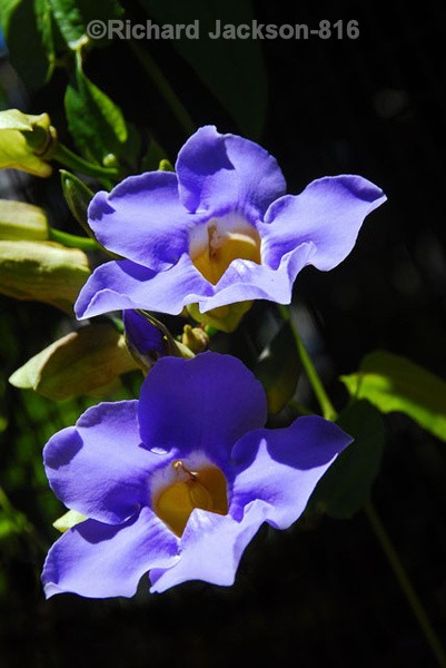 IMG. 0432 - Flowers