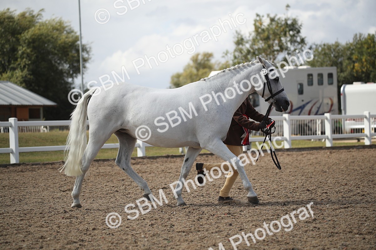 SBM_23590 - Class 605 - 2026 - Area - IH Veteran