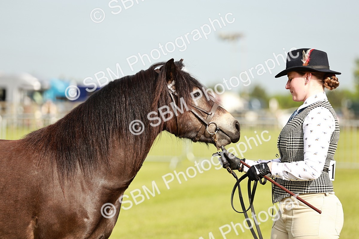 SBM_00394 - Class 14-23 - Mountain & Moorland In Hand Non Welsh
