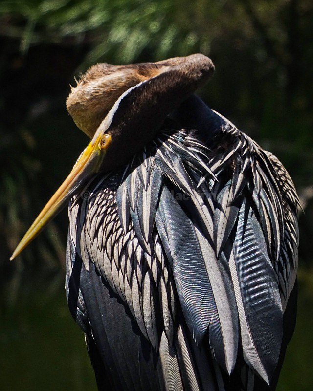 Australian Darter - Other Shores