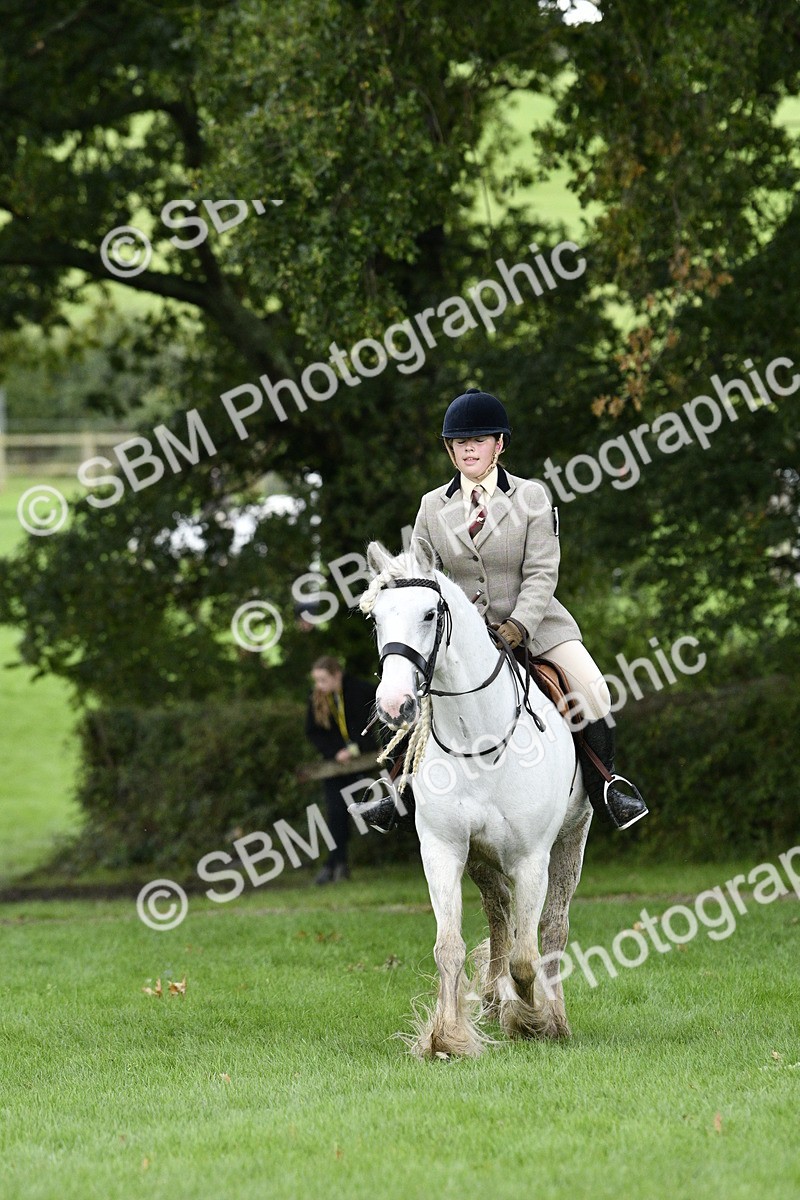 SBM_41528 - S32 - Mountain & Moorland Working Hunter Pony