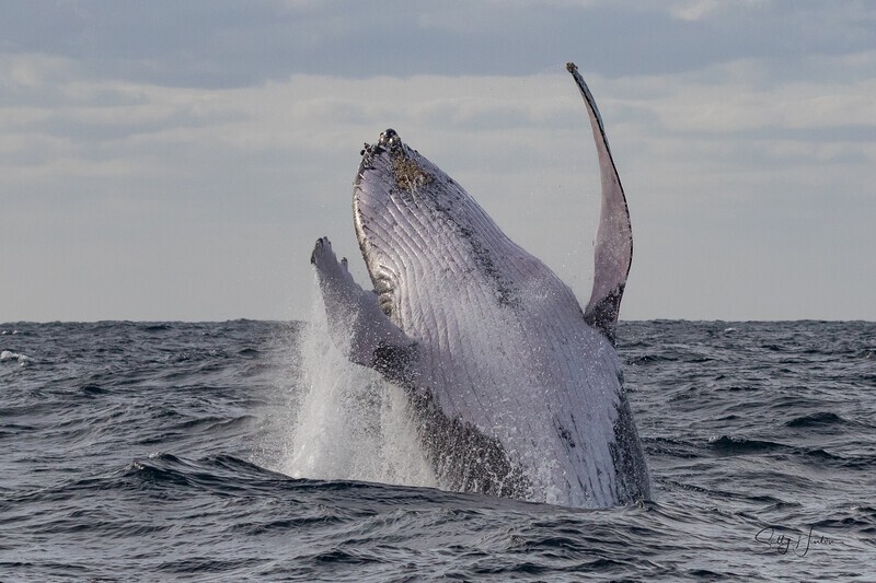 Whale Breach 3 0A3A0019 - Humpback Whales