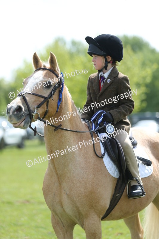 20250427-3446 - Class 8 - Handsomest Gelding