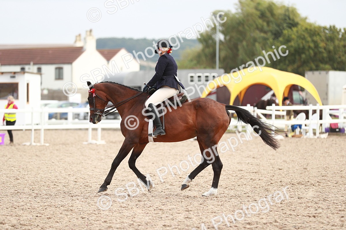 SBM_17600 - Class 215 Ridden Hack/ Riding Horse