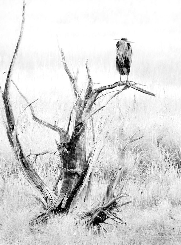 Great Blue Heron - Yellowstone