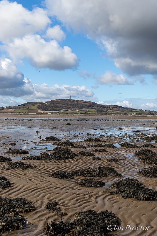 A Portrait of Strangford Lough at Low Tide - County Down