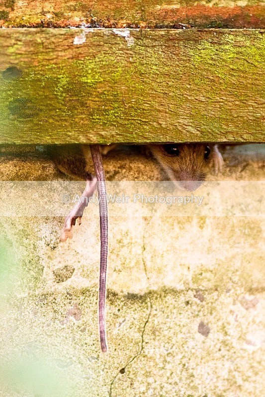 20120115-_MG_8254 - Wood Mouse