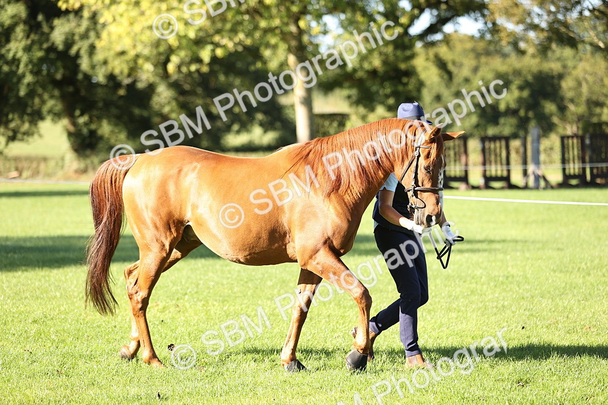 SBM_15766 - S1 - TSR in Hand Horse & Pony Showing