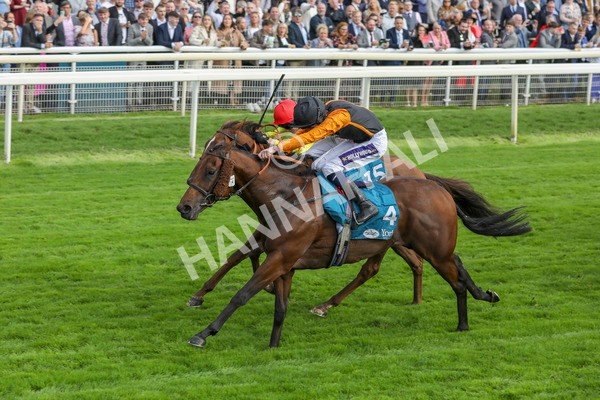 230923-Race 4-Aphelios-5329 - Race 4 3.45pm Jigsaw Sports Branding Handicap