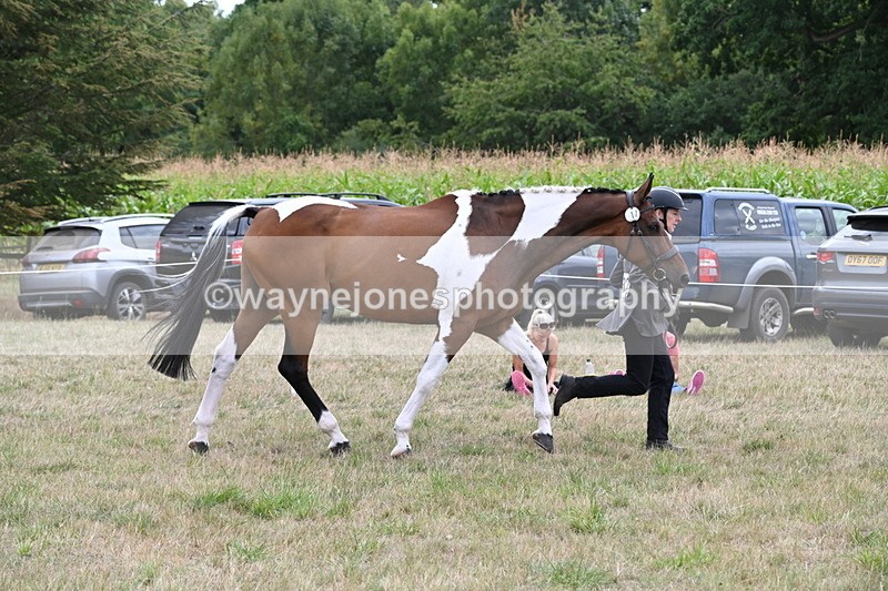 WJ6_6090 - Class 19 In-hand Veterans (Uploaded correct folder)
