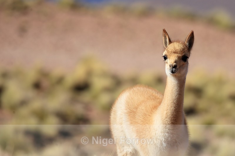 Close view of young Vicuna, Laguna Miscanti, Chile - Vicuna