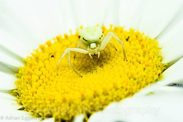 Crab spider - Spiders