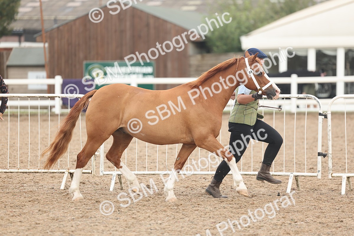 SBM_08478 - Class 29 - IH Veteran Pony