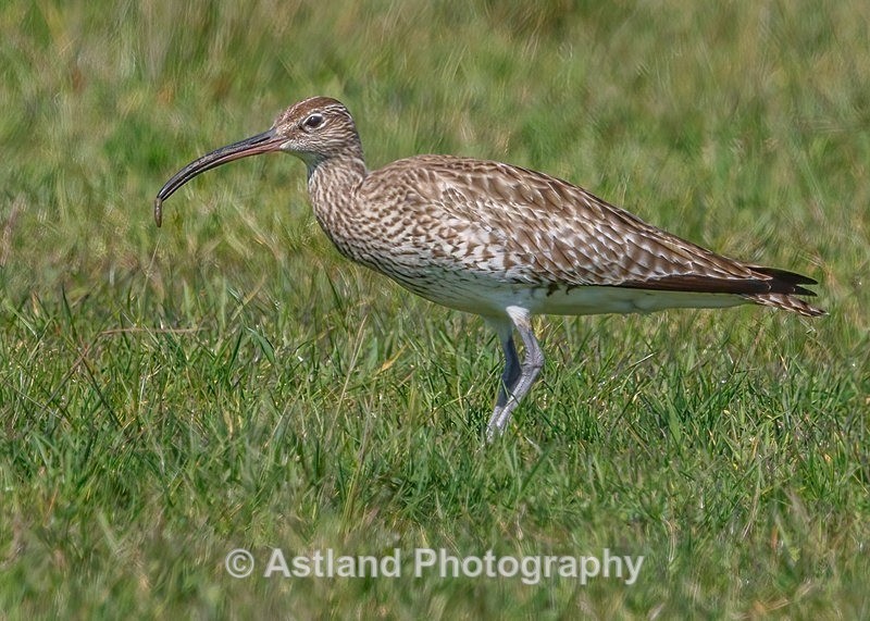 Astland Photography, Bird and Wildlife Images, Susan and Peter Wilson, U.K.