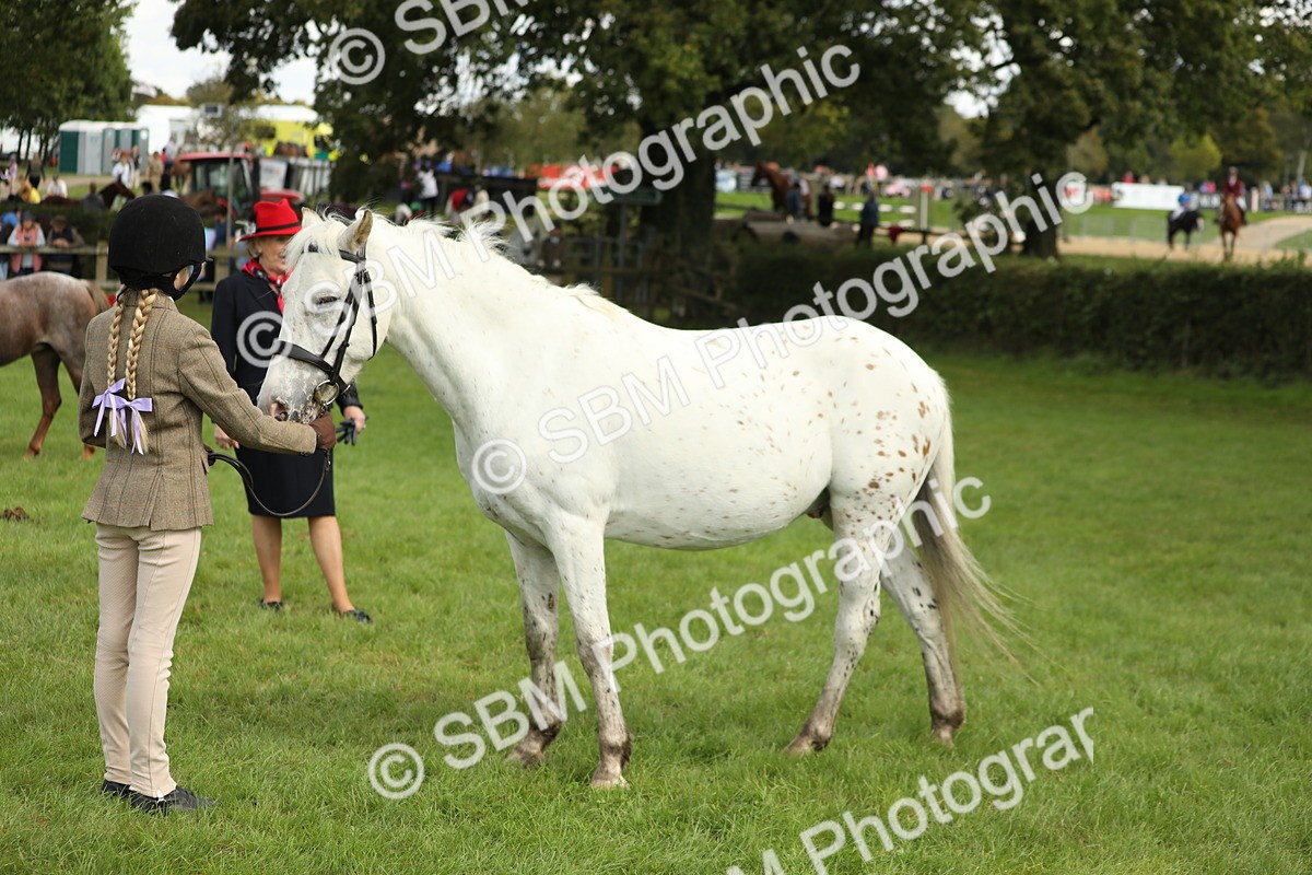SBM_62811 - S46 - Mountain & Moorland In Hand Small Breeds