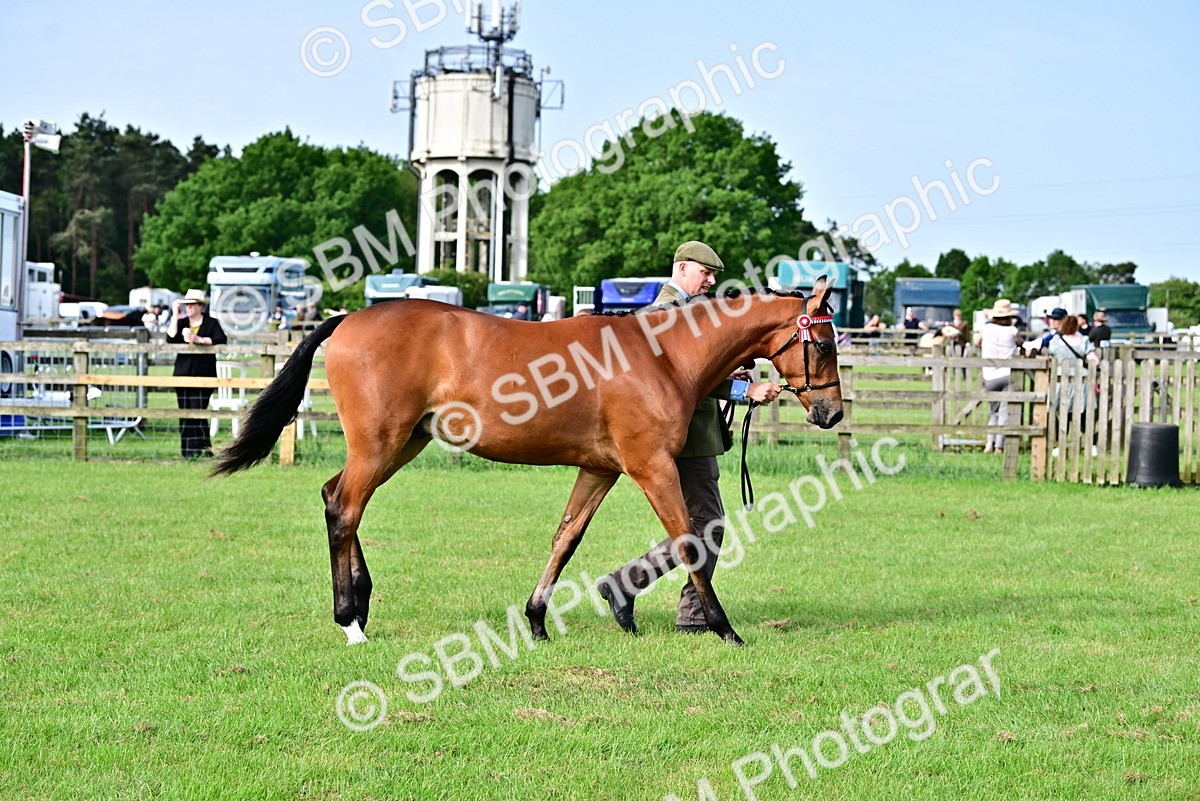 SBM_00105 - Class 46-49 - Arab and Part Bed-Anglo Arab In Hand
