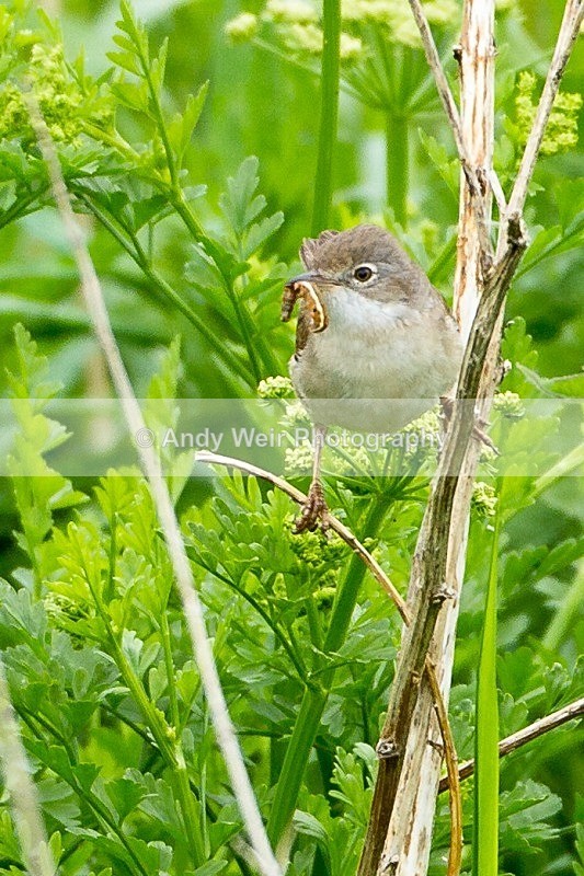 20120605-_MG_0227 - Whitethroat