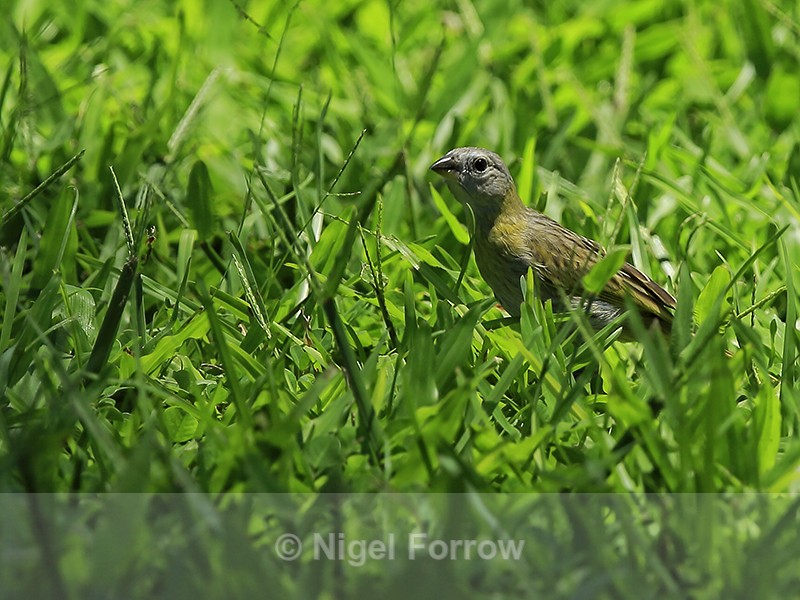 House Finch (female), Kapaau, Hawaii - House Finch