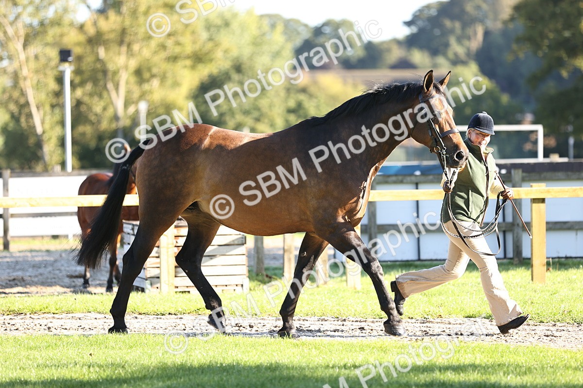 SBM_15696 - S1 - TSR in Hand Horse & Pony Showing