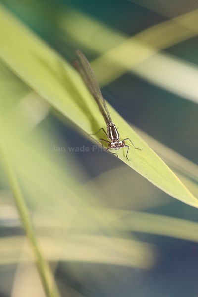 Insects _ AN 025 - Insects & Snails, Great Britain