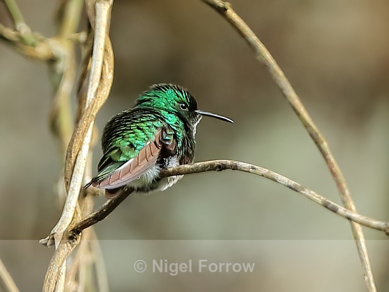 White-tailed Emerald (male), Boquete, Panama - White-tailed Emerald