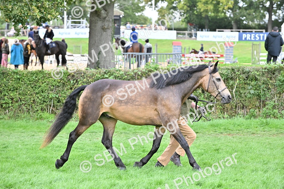 SBM_63276 - S49 - Mountain & Moorland In Hand Large Breeds