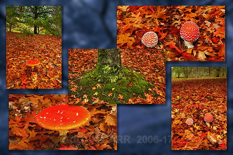 Fly Agaric Mt Lofty (Quintych)Blue - TREES, FLOWERS AND PLANT PHOTOS
