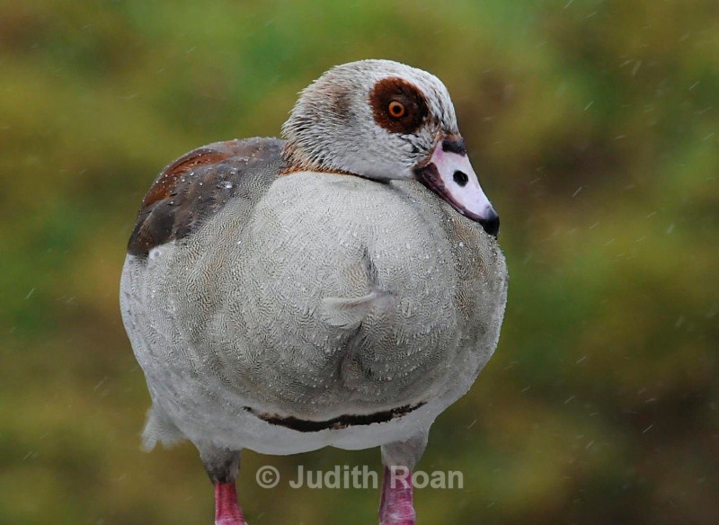 Egyptian Goose in rain - South Africa Birds and Mammals