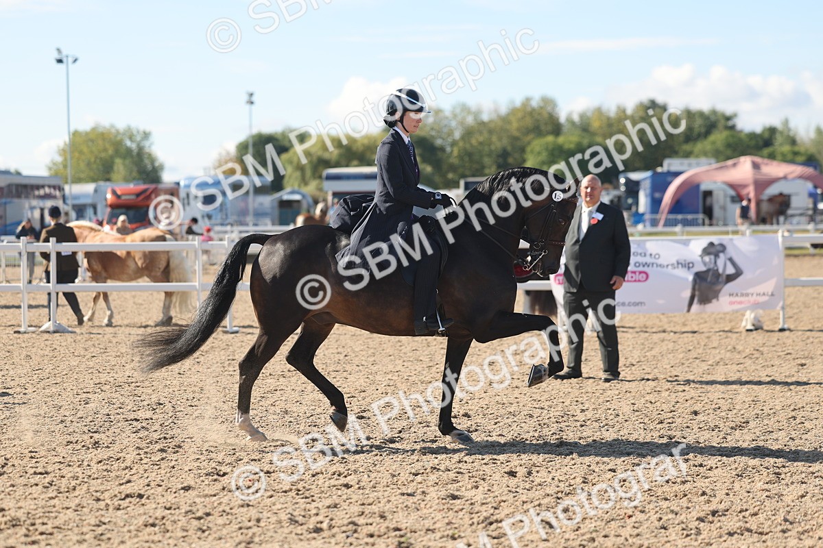 SBM_13054 - Class 305 - Ridden Foreign Breed Pure Bred