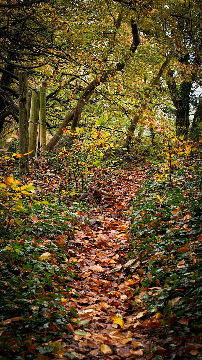 - Autumn