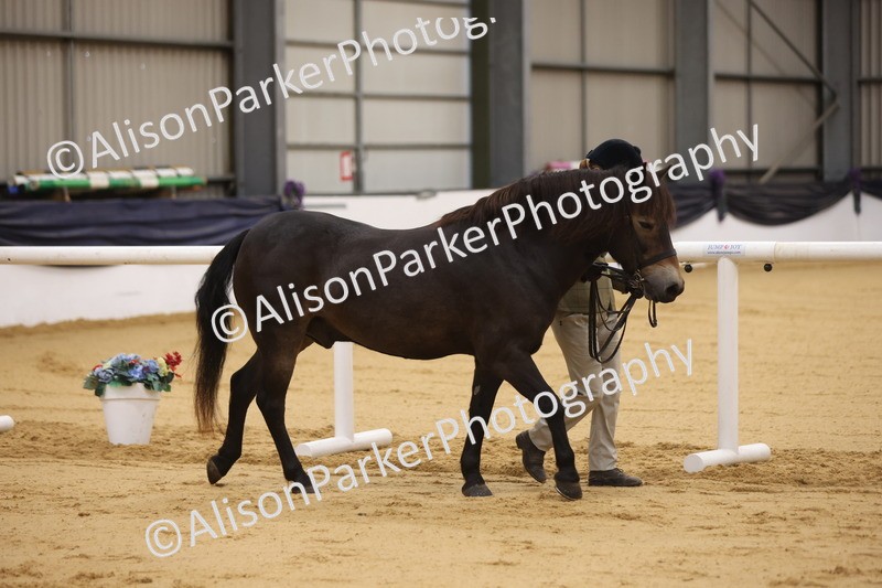 20260913-1092 - Class 110 - Bred In Other In Hand