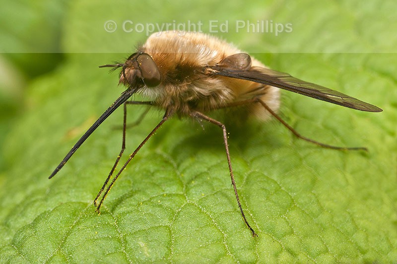 Bombylius major