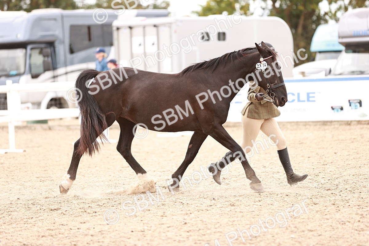 SBM_16907 - Class 415 - Horse-Pony Judge would most like to take home