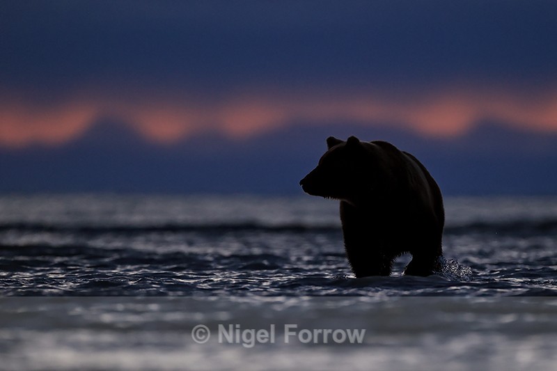 Grizzly Bear pauses at dawn in water, Lake Clark NP, Alaska - Brown Bear