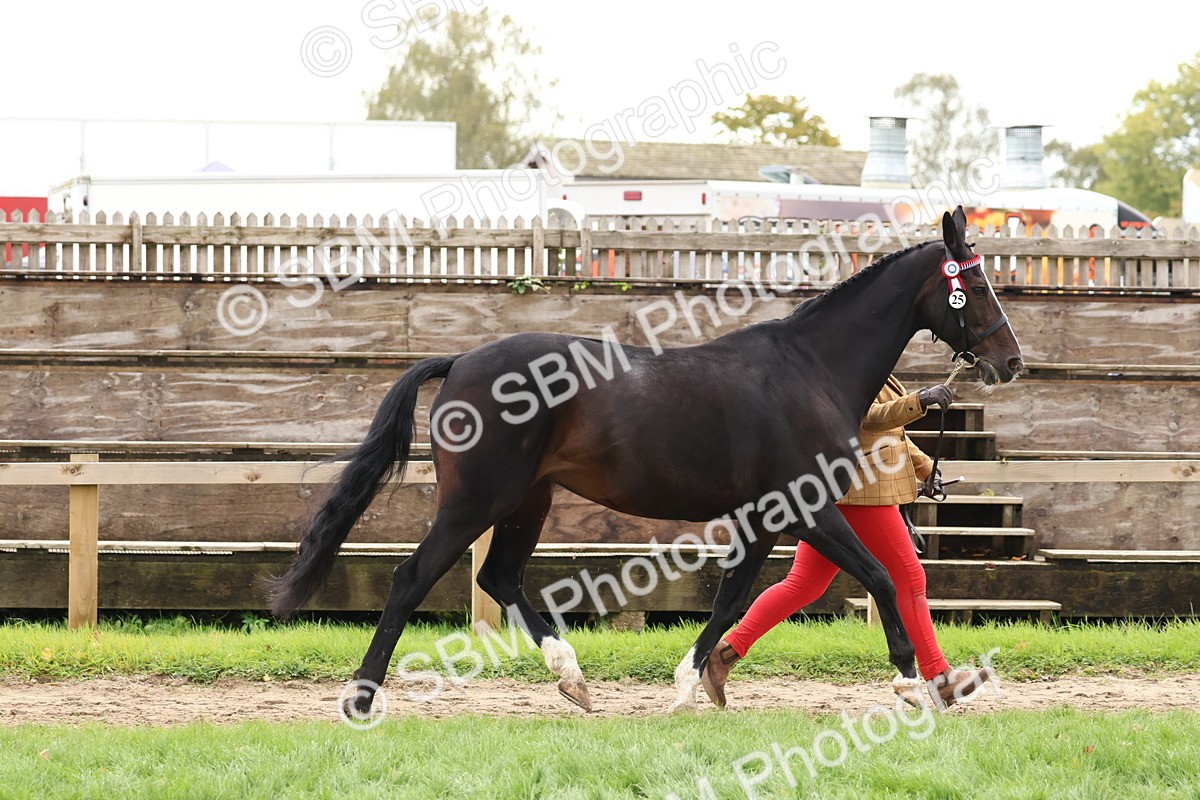 SBM_41718 - S26 - Mature Veteran In Hand