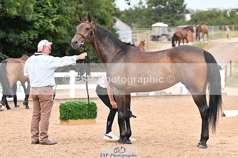 250716-154218-02142 - Trot Up 3.30 to 4.30